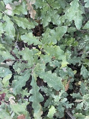 Quercus sinuata