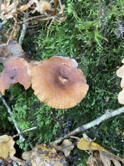 Pluteus romellii