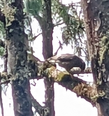 Buteo platypterus