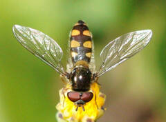 Melangyna viridiceps