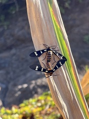 Syntomeida melanthus