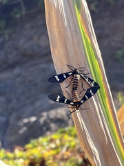 Syntomeida melanthus