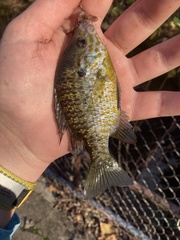 Lepomis gibbosus × macrochirus