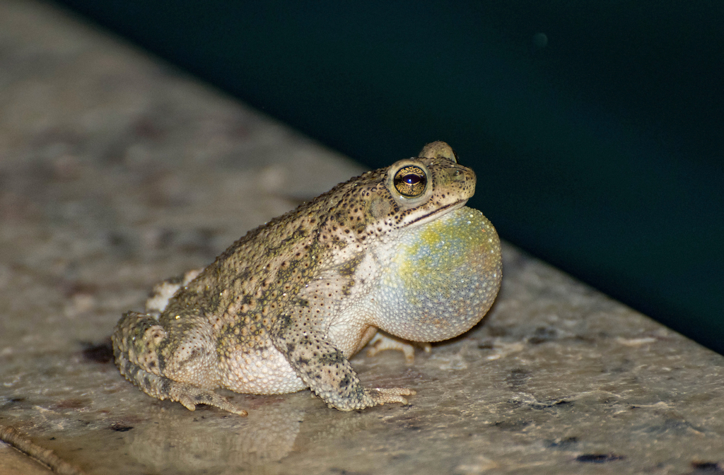 Common Lesser Toad