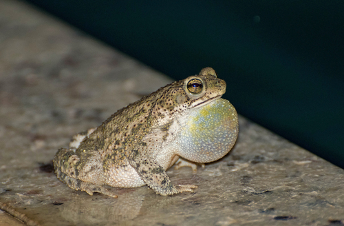 Rhinella granulosa (Spix, 1824)