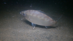 Eucinostomus currani