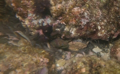 Uropterygius versutus