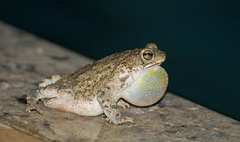 Rhinella granulosa