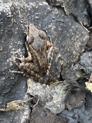 Craugastor fitzingeri