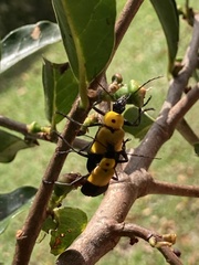 Chauliognathus heros