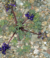 Lupinus flavoculatus