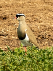 Vanellus coronatus