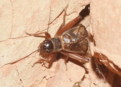 Gryllus navajo