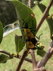 Chauliognathus heros