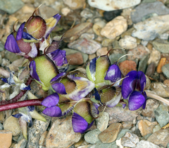Lupinus flavoculatus