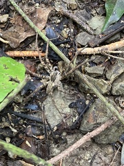 Cupiennius coccineus