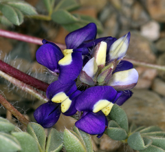Lupinus flavoculatus