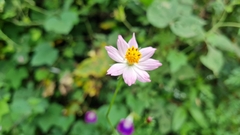 Cosmos caudatus
