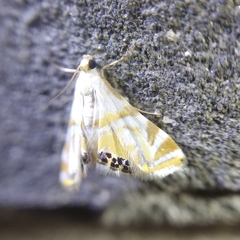 Acentropinae