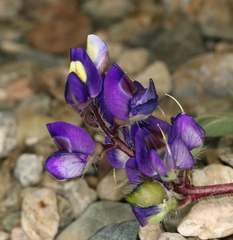 Lupinus flavoculatus