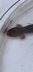 Gyrinophilus porphyriticus