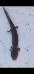 Gyrinophilus porphyriticus
