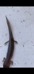 Gyrinophilus porphyriticus