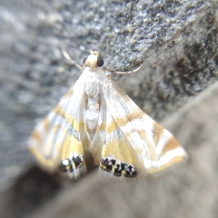 Acentropinae