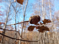 Callirhytis quercuspunctata