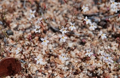 Nemacladus longiflorus