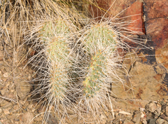 Opuntia polyacantha erinacea