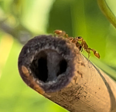 Pseudomyrmex pallidus