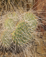 Opuntia polyacantha erinacea