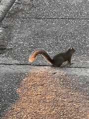 Sciurus carolinensis