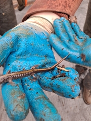 Ambystoma macrodactylum macrodactylum