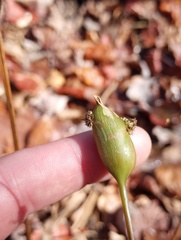 Neolasioptera boehmeriae
