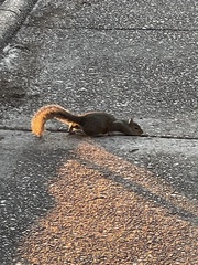 Sciurus carolinensis