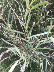 Acacia floribunda