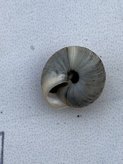 Xeroplexa intersecta