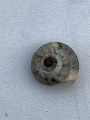 Xeroplexa intersecta