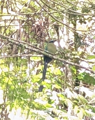 Momotus aequatorialis
