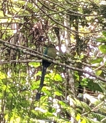 Momotus aequatorialis