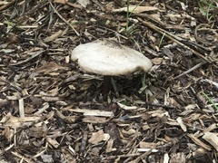Chlorophyllum molybdites image