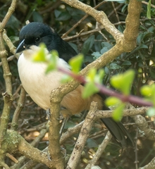 Laniarius ferrugineus