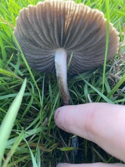Panaeolus