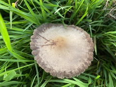 Panaeolus
