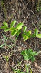 Cissus erosa