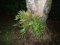 Asplenium oblongifolium