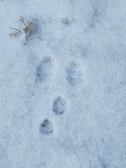 Lepus americanus
