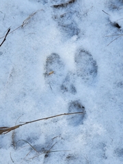 Lepus americanus